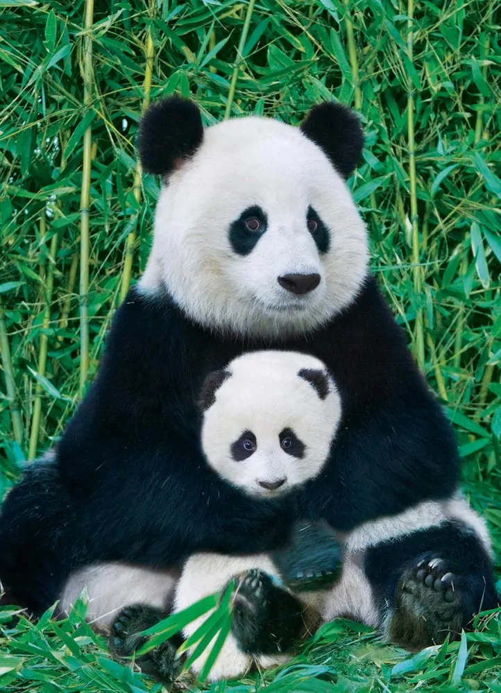 Panda a mládě - Puzzle eurographics