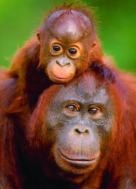 Puzzle EuroGraphics Orangutan a mládě